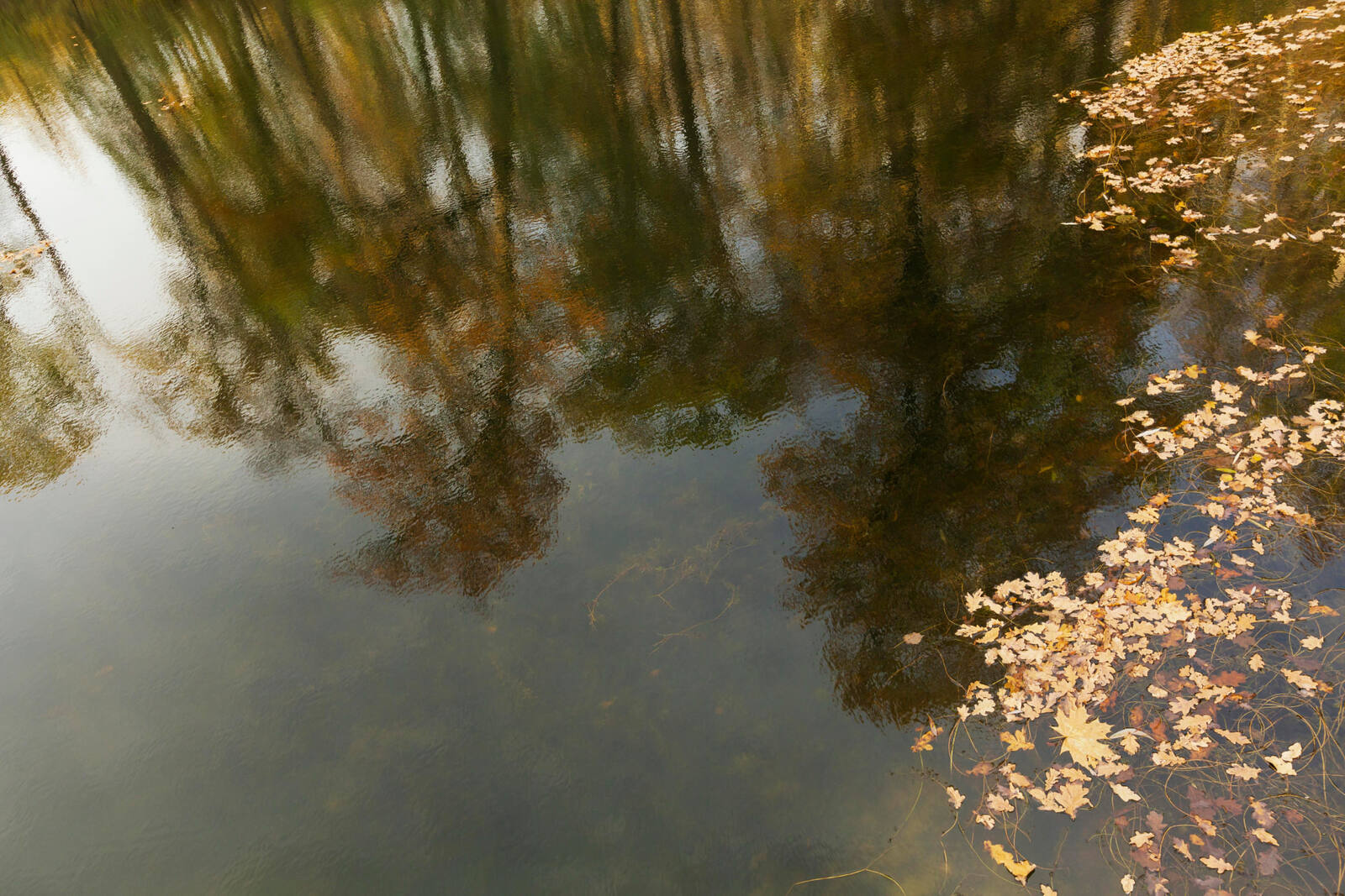 Hojas de otoño flotando sobre la superficie del agua